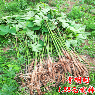 青桐树苗青皮梧桐小苗庭院园林遮阳耐寒绿化风景大树中法国梧桐树