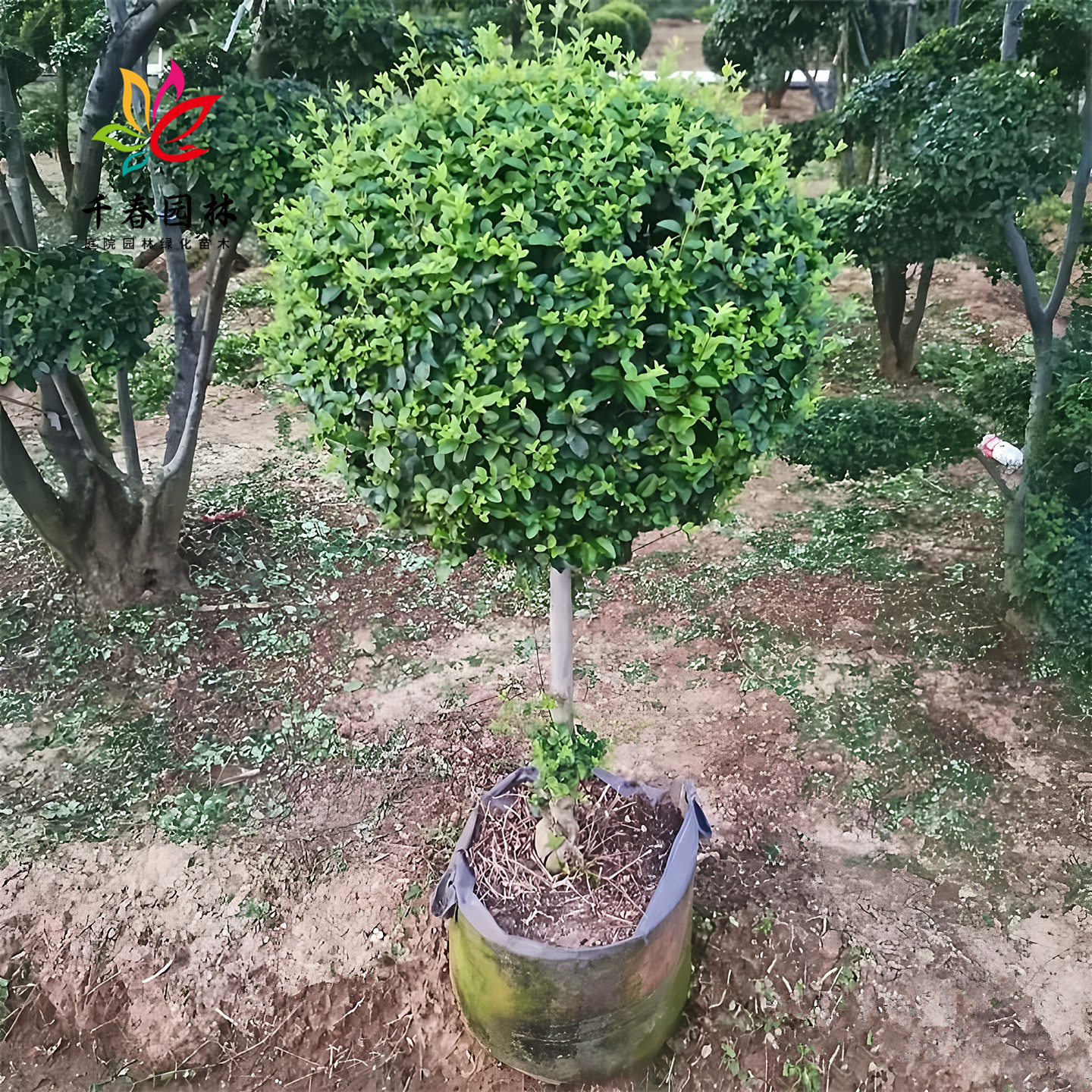 小叶女贞庭院常青景观绿化风景树
