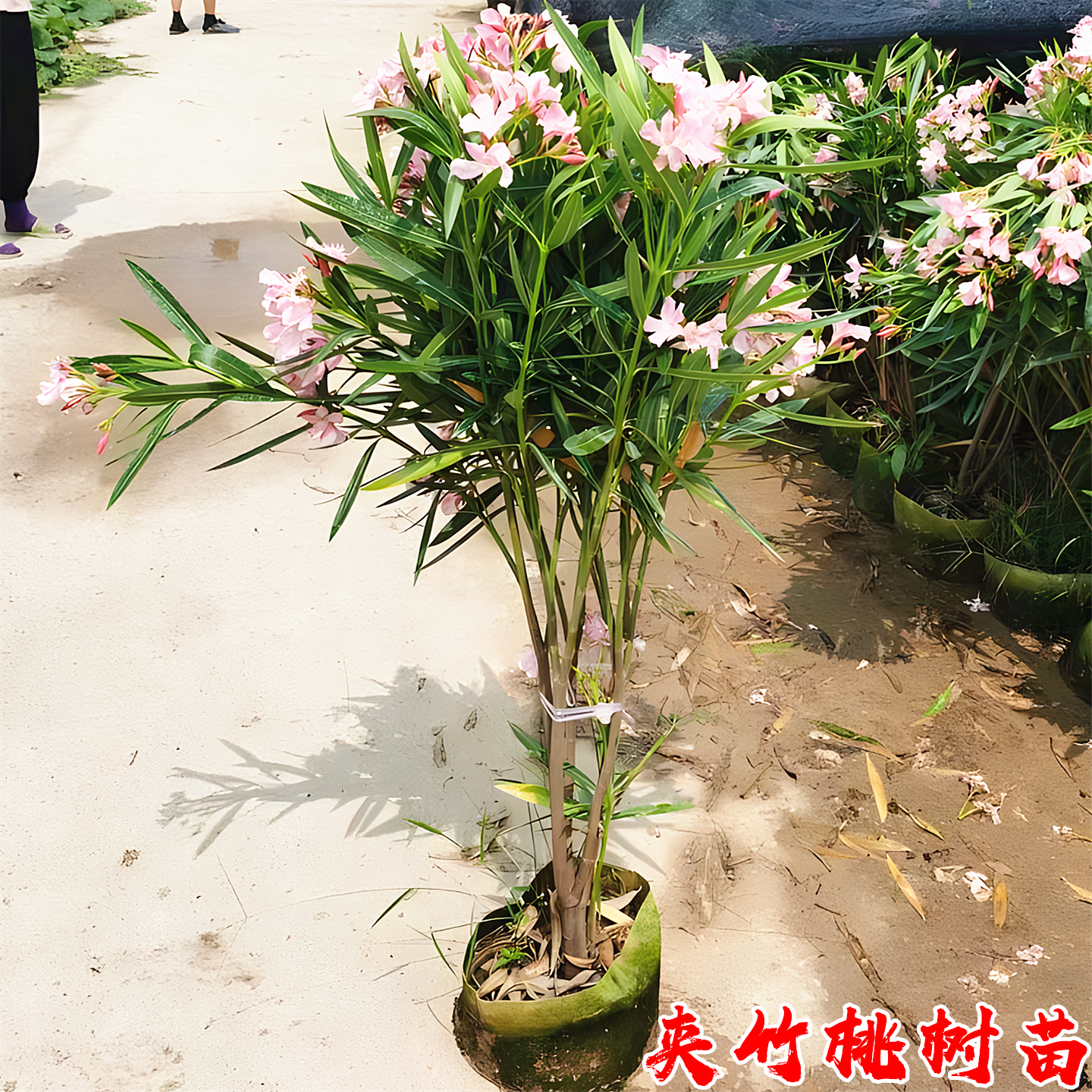 夹竹桃树庭院绿化四季常青篱笆苗