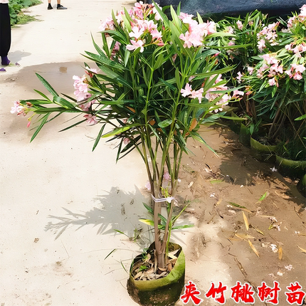 夹竹桃树苗庭院绿化四季常青篱笆苗盆栽花卉净化空气柳叶夹竹桃花