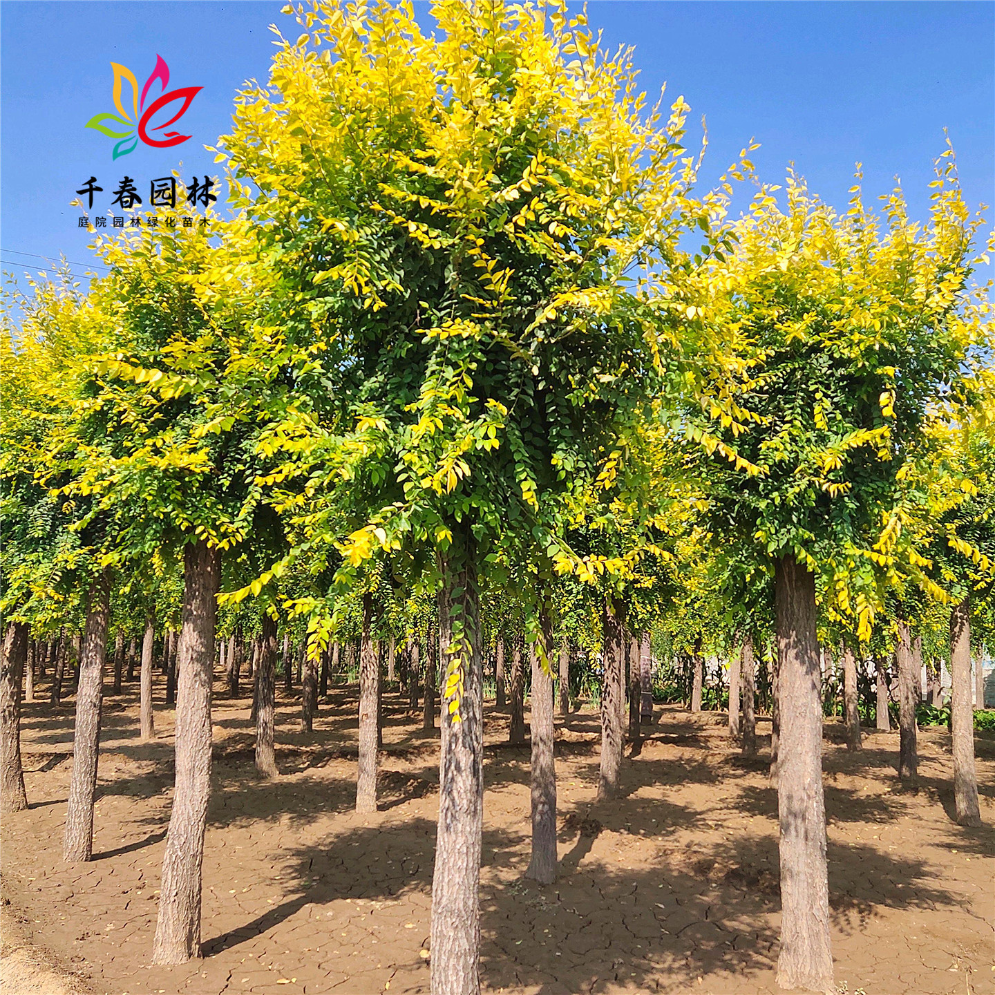 榆树庭院园林耐寒绿化彩叶风景树