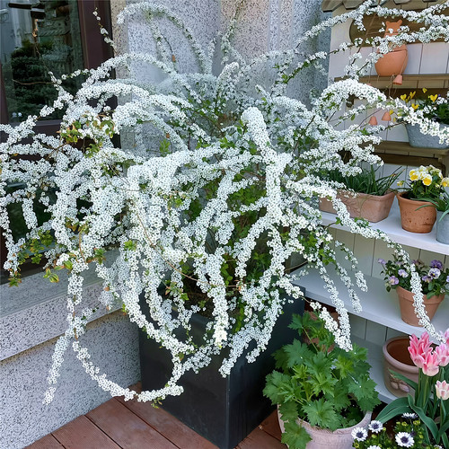 雪柳花树苗庭院盆栽绿化风景花树