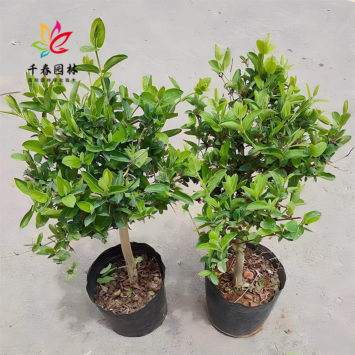 金银花树庭院耐寒绿化风景花树苗