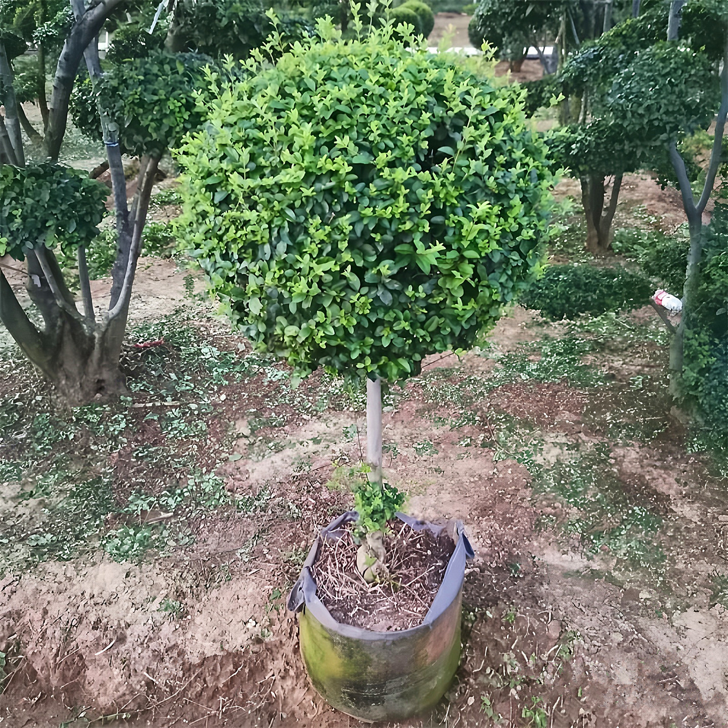 小叶女贞庭院常青景观绿化风景树