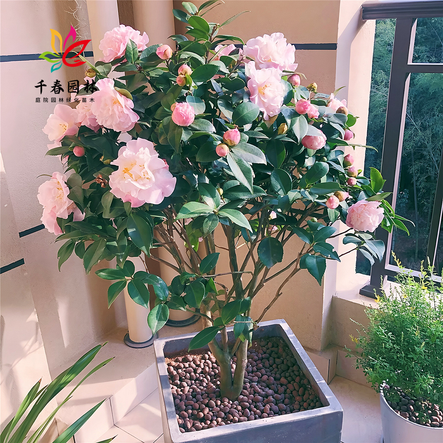 高杆茶花树苗庭院常青风景花卉树