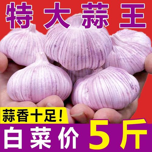 今年新干蒜大蒜头5斤紫白皮大蒜特大蒜新蒜可种植大蒜种子足斤