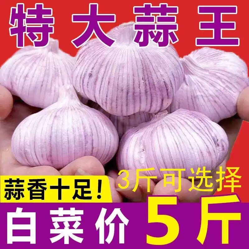今年新干蒜大蒜头5斤3斤紫白皮大蒜特大蒜新蒜可种植大蒜种子足斤