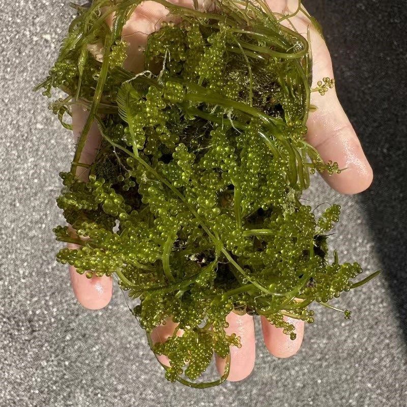 海藻高等藻红葡萄藻鹿角藻羽毛藻去NO3 PO4净化水质海水藻类海缸,纺织面料/辅料/配套,其他纺织机械,淘宝优惠券,粉丝福利购,淘宝优惠卷