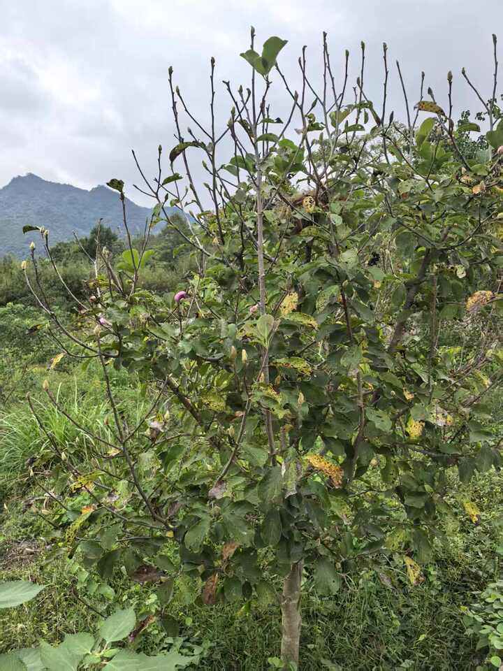 平桥镇风廉村紫玉兰拍卖