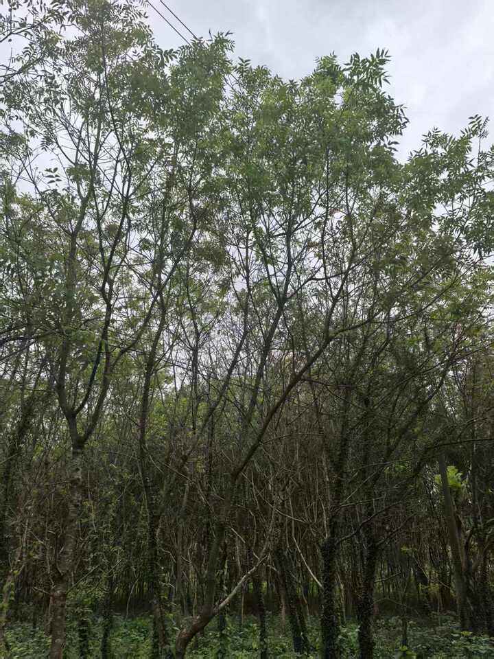 平桥镇风廉村黄连木拍卖