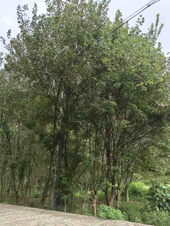 再次拍卖平桥镇风廉村三角枫拍卖