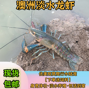 澳洲淡水龙虾虾鱼塘养殖鱼缸宠物水族观赏虾包活到手