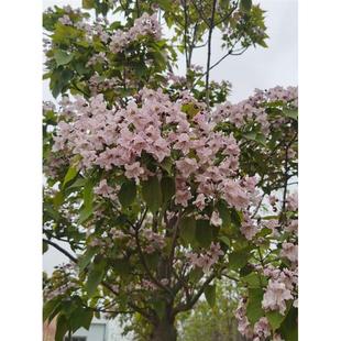 新品楸树梓树绿化苗木楸桐树行道树落叶乔木绿化园林防护林绿化路