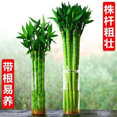 富贵竹水培室内植物开运招财龙竹