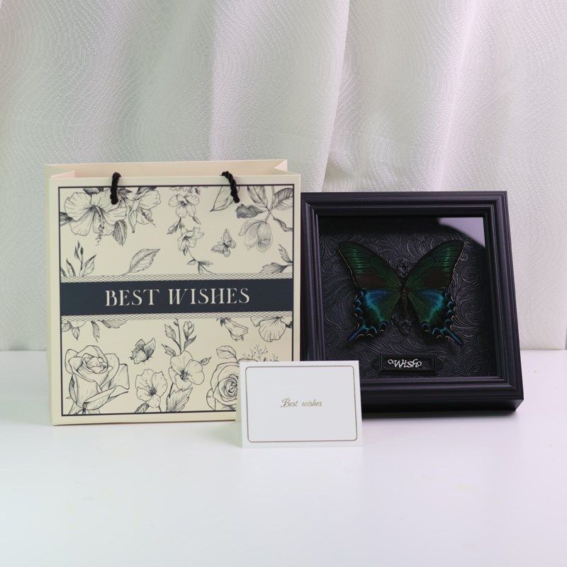 绿带翠凤蝶真蝴蝶标本展示画标本画成品摆件装饰画生日礼物挂框画