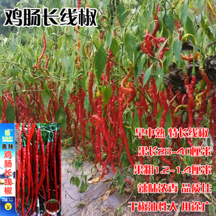 善辣鸡肠长线椒种子早种熟皮薄丰产青红线椒辣椒种籽农家蔬菜种子