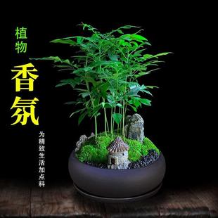 檀香茶盆栽室内绿植办公室桌面好养清香驱蚊植物花卉盆景净化空气