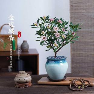 金边瑞香浓香盆栽带花苞室内客厅桌面桂花茶花年宵花卉绿植物盆景