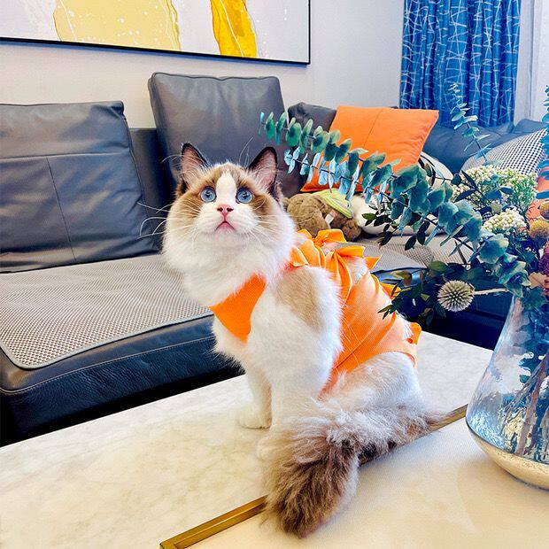 猫咪绝育服母猫薄款防舔手术衣宠物母狗断奶透气术后防掉毛
