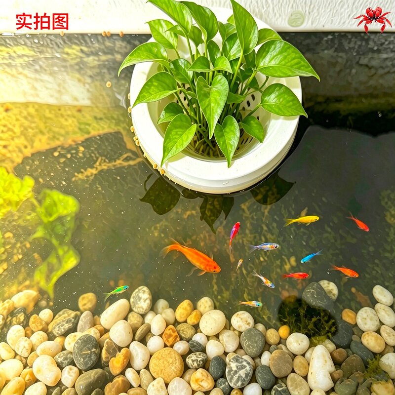 鱼缸漂浮水培篮免固定自由漂浮创意鱼缸造景绿植
