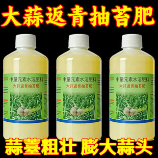 大蒜返青抽苔肥通用型蒜头大蒜增产苔粗肥厚易抽苔叶绿嫩绿增产