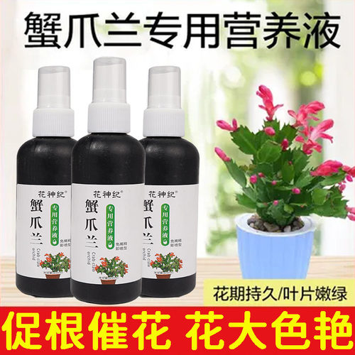 蟹爪兰急救发蔫软烂去黄叶