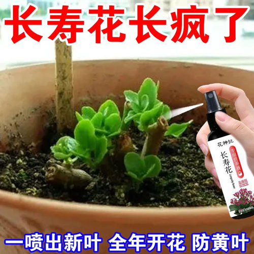 长寿花营养液专用促开花催花