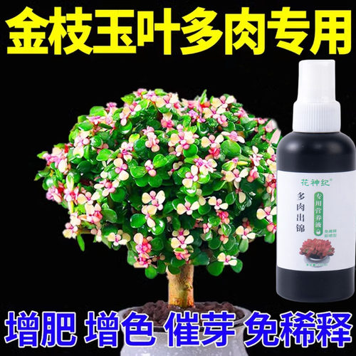 多肉出锦药水变红增色剂