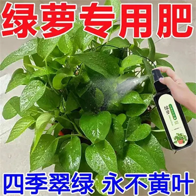 绿萝叶片通用水培营养液