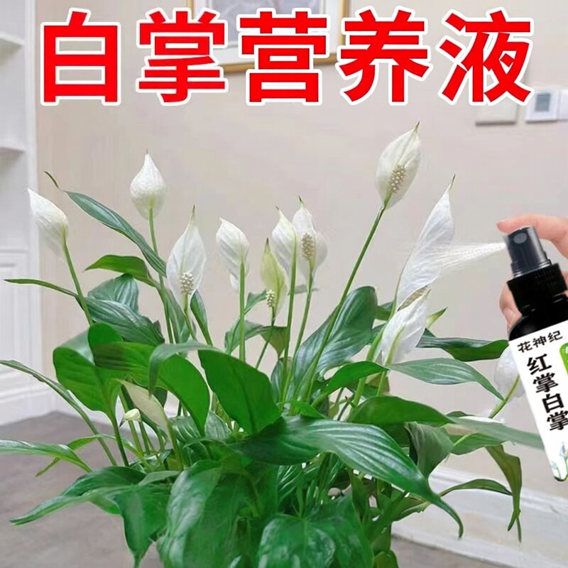 白掌红掌鸿运当头一帆风顺专用营养液家用养花肥料盆栽土水培通用