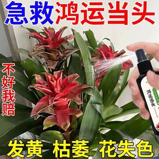 鸿运当头营养液促开花防黄叶枯萎烂根室内盆栽免稀释氮磷钾专用肥