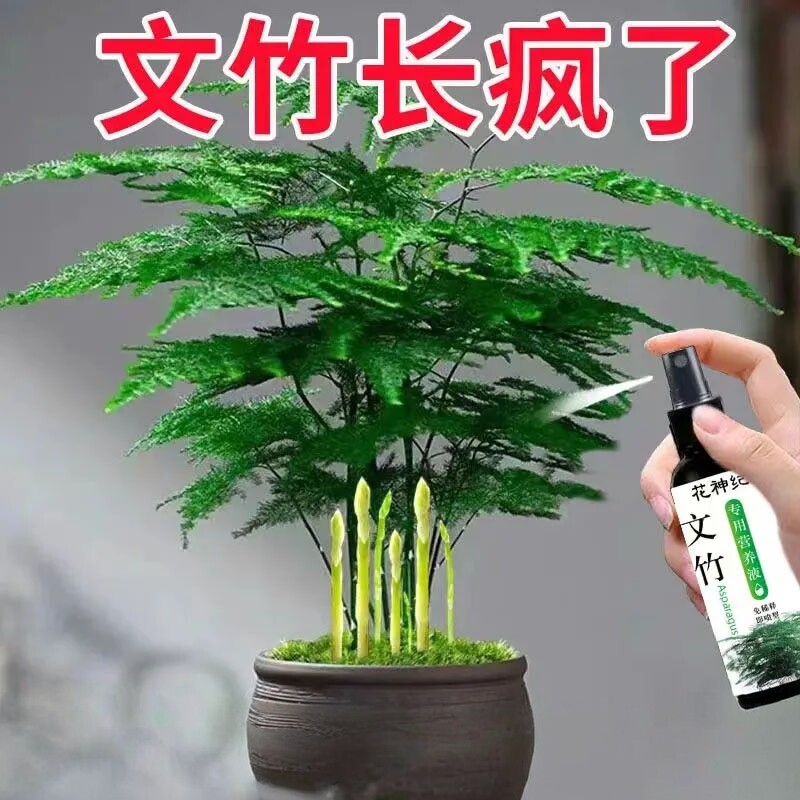 文竹专用营养液预防叶子发黄干尖掉叶烂根促芽生根药竹子专用肥料