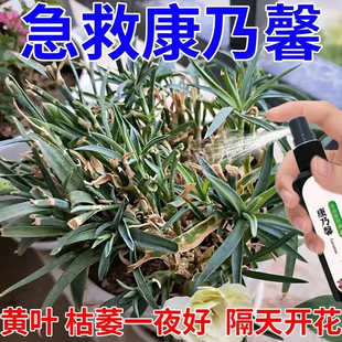 康乃馨营养液黄叶枯萎不开花专用肥料助生长促开花免稀释液体肥