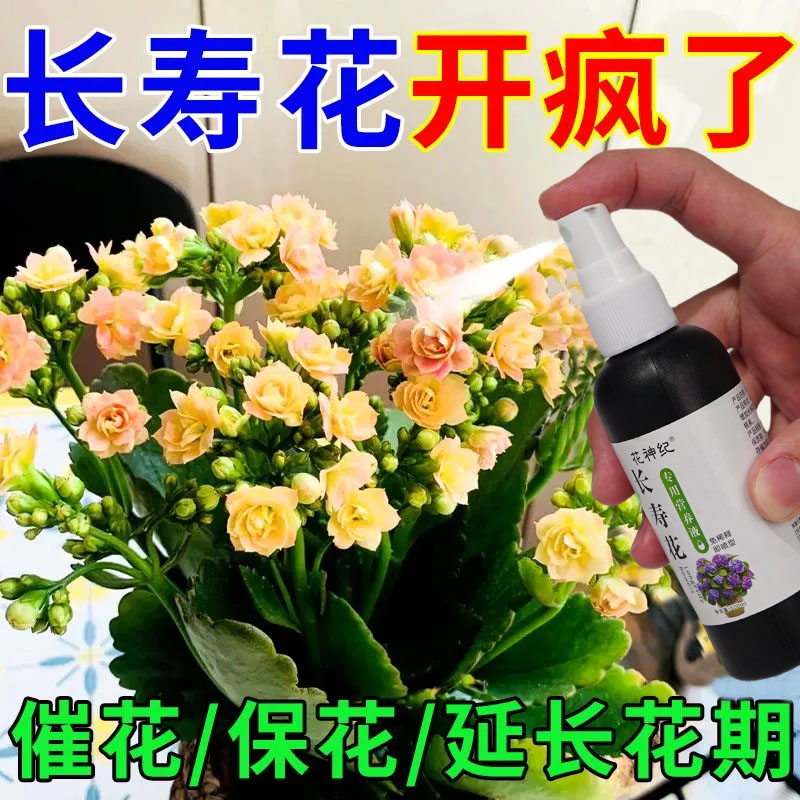 【一喷就开花】长寿花营养液一喷促开花治黄叶增花蕾延花期免稀释