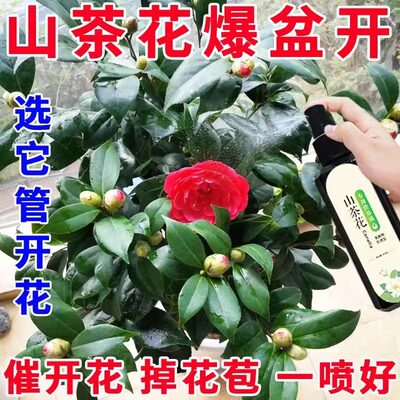 茶花肥料专用肥免稀释营养液山茶花茉莉栀子杜鹃喜酸植物盆栽家用