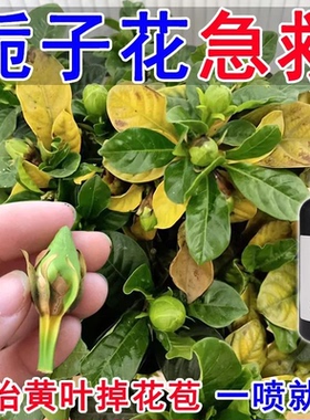 【拯救黄叶】栀子花营养液催芽防黄叶落叶烂根液体肥绿植通用肥