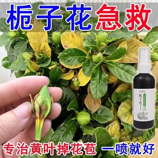 【拯救黄叶】栀子花营养液催芽防黄叶落叶烂根液体肥绿植通用肥