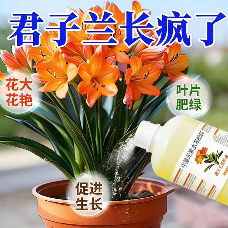 君子兰专用营养液促箭不开花