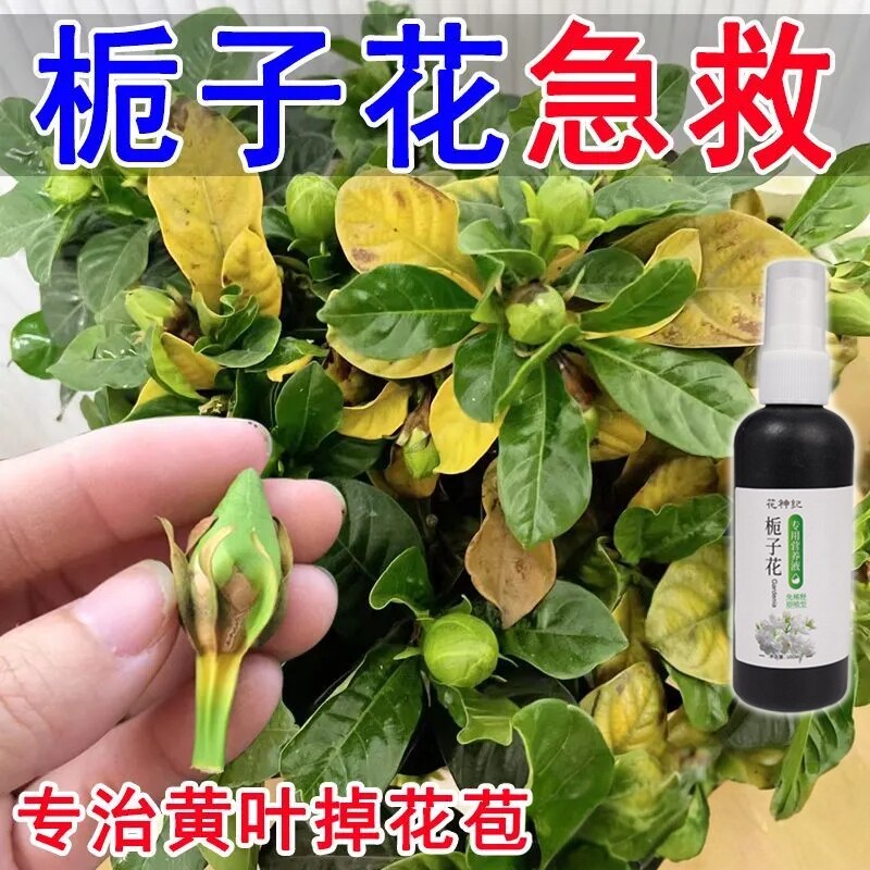 栀子花营养液防黄叶落叶烂根