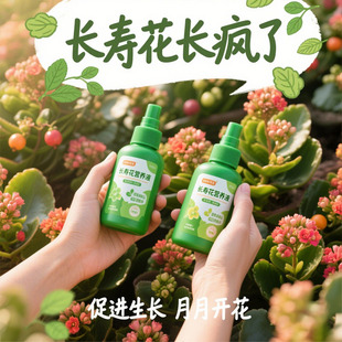 长寿花营养液用促开花催花免稀释长寿花专用肥营养液 开花爆盆