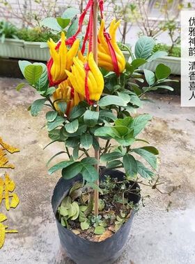 花卉阳台带果盆栽k绿植金华佛手佛手盆景金观赏苗盆栽佛手柑佛手