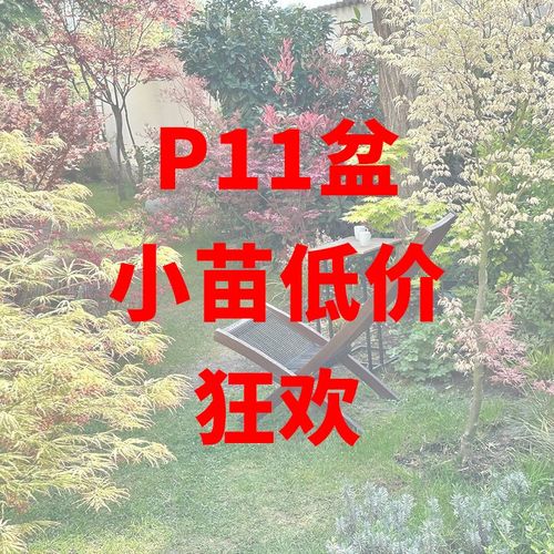 有枫园艺枫树小苗低价狂欢红枫树苗盆栽植物