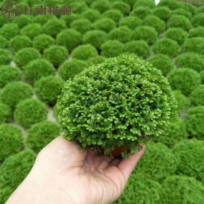 室内植物花卉不喜光o植珊瑚厥常绿蕨类植物翠云草绿地球盆栽植物