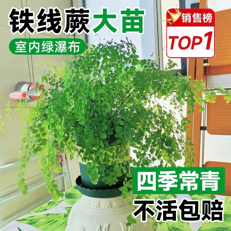 铁线蕨禄植e盆栽客厅吸甲醛绿植凤尾蕨铁丝草室内耐寒耐阴蕨类植