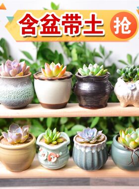 车载绿植小盆栽耐高o温植物真花装饰品摆件中控多肉吸甲醛净化空