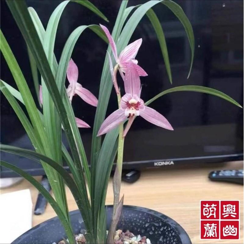 【萌興蘭幽合作社】四川名品蘭花苗D盆栽春劍新津胭脂濃香室內(nèi)綠