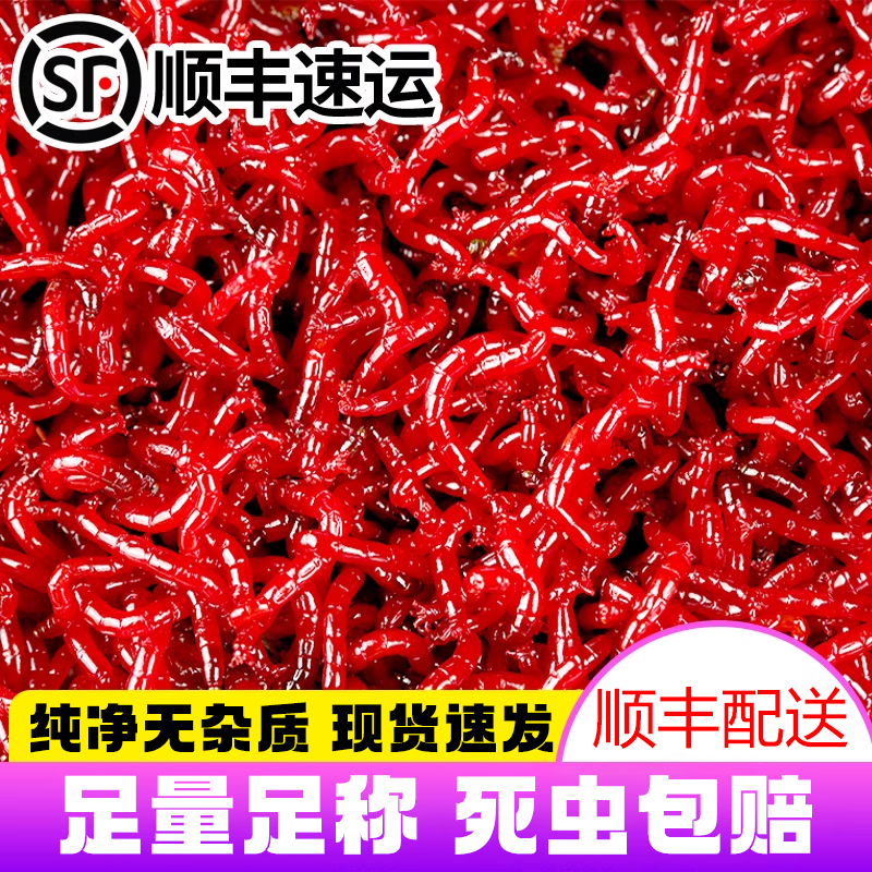 鲜活红虫活饵特大号鱼饵料