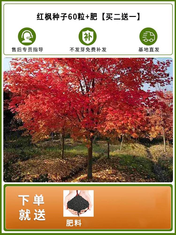 thumbnail for Red Maple Import Seeds All Year Round Easy-To-Grow Live Green Plants Bonsai Indoor and Outdoor Potted Garden Foliage Plants Flower Tree Seeds