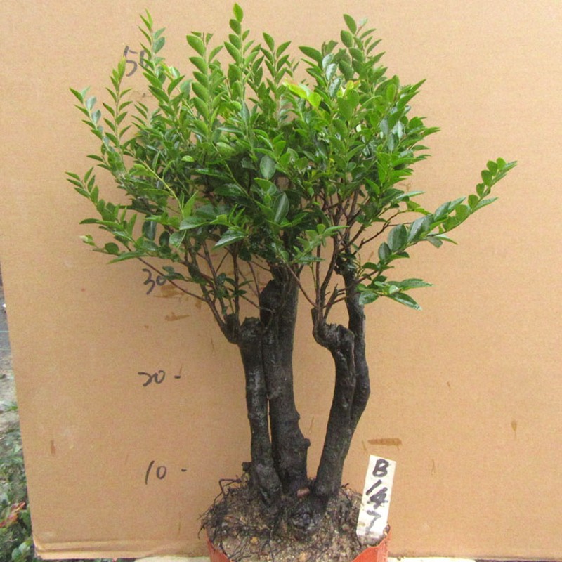 小叶檀香紫檀木盆景树桩室内绿植盆栽紫檀四季常青植物黑檀黑骨茶
