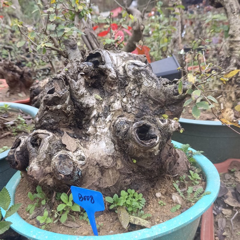 小叶榔榆盆景室内办公桌阳台庭院净化空气美观绿植盆栽疙瘩摆件